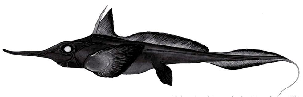 Harriotta raleighana_01.jpg